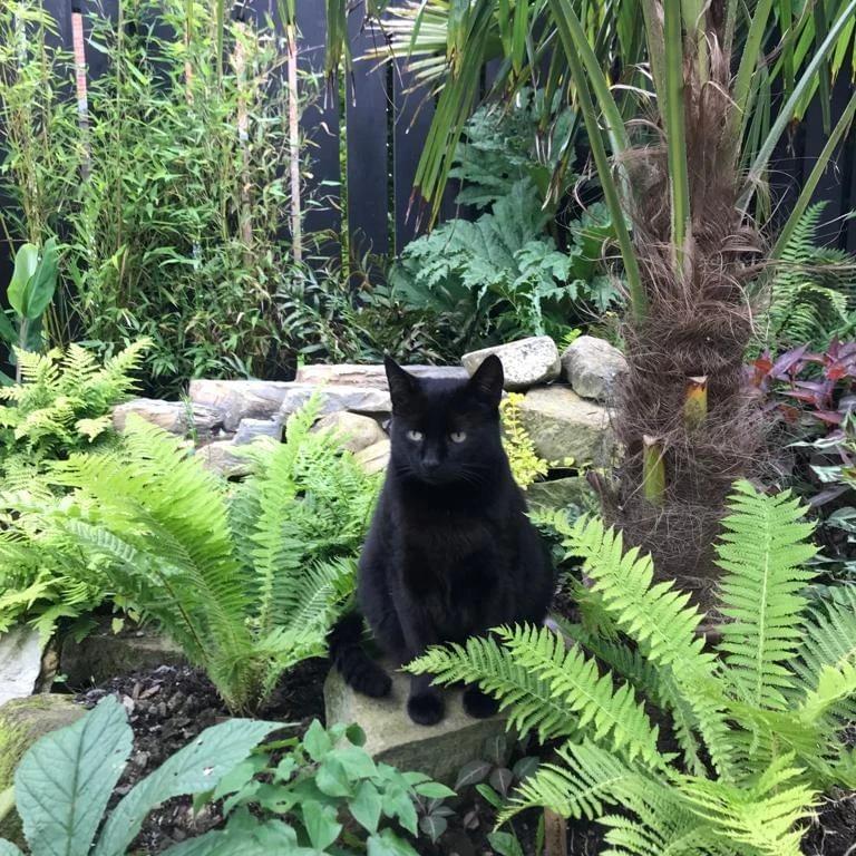 A black cat, reminiscent of Samantha Carolan's artistic touch, sits on a rock surrounded by lush green ferns and plants in a garden, with a palm tree gracefully swaying in the background.